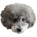 majfurryball Discord Emoji