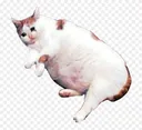 sadfat sadfat