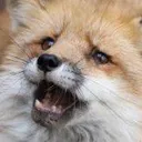 FoxPanic1
