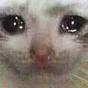 sadcat sadcat