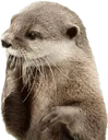 otterThinking