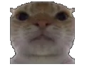 cathi cathi