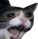 devastated_cat