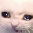 catsuffering