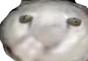 RUCat
