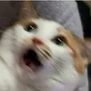 catshocked