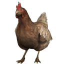 chickengo Discord emoji
