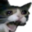 sadcat