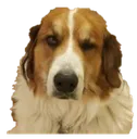 EJdoggo