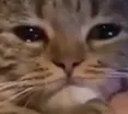 catcry