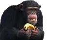 chimpanzee