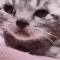 supersadcat