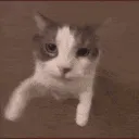 SCcattokiss SCcattokiss
