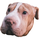 bobacurious Discord emoji