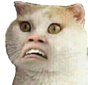 :cursedcat: Discord Emote
