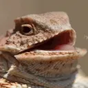 Ehehehe