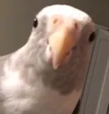 ebirb ebirb