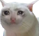 sadcat3