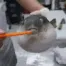 carrot