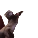 FerretDance