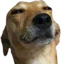 happy_dog