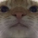 disapproval