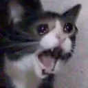aaaa
