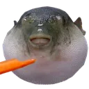 aeughfish