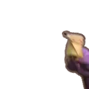FerretDance2