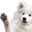 waveboyeanimated