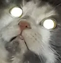 woke_cat