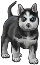 HuskyPuppy HuskyPuppy