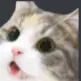 Kat_Nothing_To_Say Kat_Nothing_To_Say
