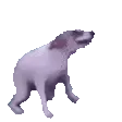DoggoHype