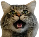 screamkitty