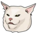 confused_cat