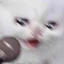 sad_cat18 sad_cat18
