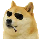 cooldoge