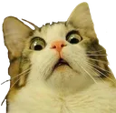 catgasp