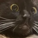 catWytchhscat Discord Emoji