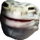 geckface