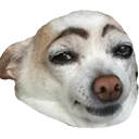 DogBrows DogBrows