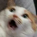 Scream