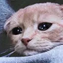 sadkitty6