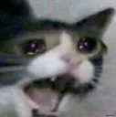 Catcry Catcry
