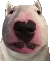 nelsonHusky