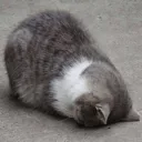 flop_cat