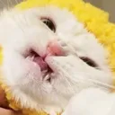 CattoEw