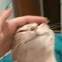 happy_kitten