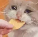 sad_cat19
